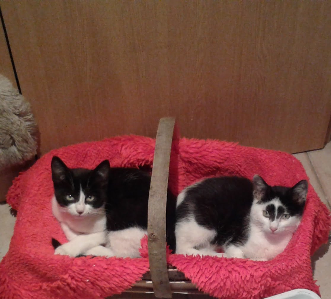 Chatons à donner Veules les Roses